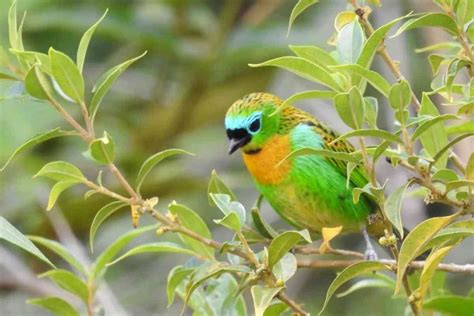 Janela Do C U Em Ibitipoca Tudo Sobre O Mirante Em Minas Gerais