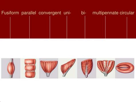 Ppt Chapter 10 “ Muscle Tissue” Powerpoint Presentation Free