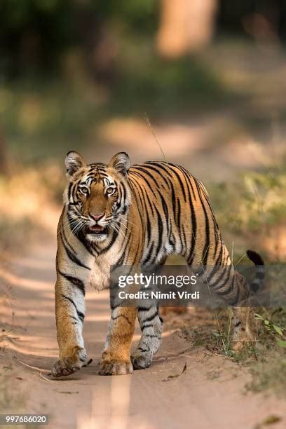 Bengal Tiger Hunting Photos and Premium High Res Pictures - Getty Images