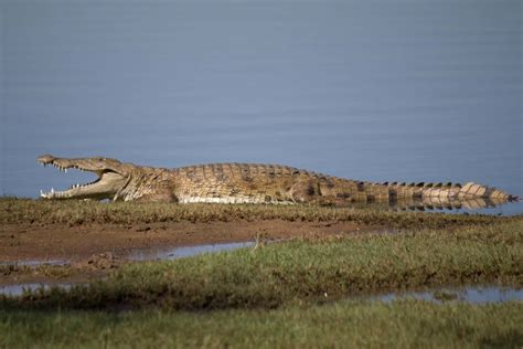 Nile Crocodile - Wildlife Vagabond