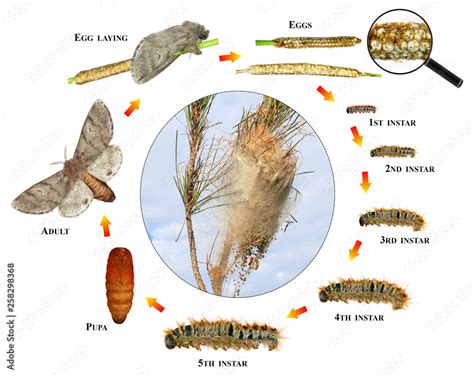 Moth Life Cycle