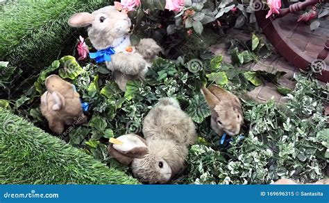 Rabbit Bunny Playground Rabbits Pets Playing Together Cute Animals ...