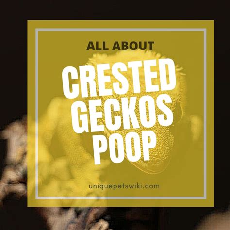 Crested Gecko Poop: 05 Normal & Abnormal Signs + Infographic