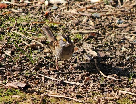 Sparrow Burung Putih Foto Gratis Di Pixabay Pixabay