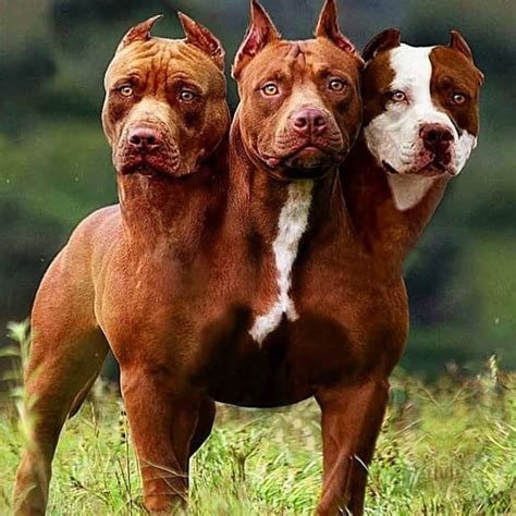 Cerberus | Ugly dogs, Bully breeds dogs, Pitbull dog breed