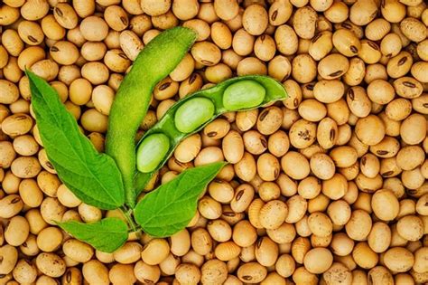 Top Soybeans Producers In Africa Africa View Facts