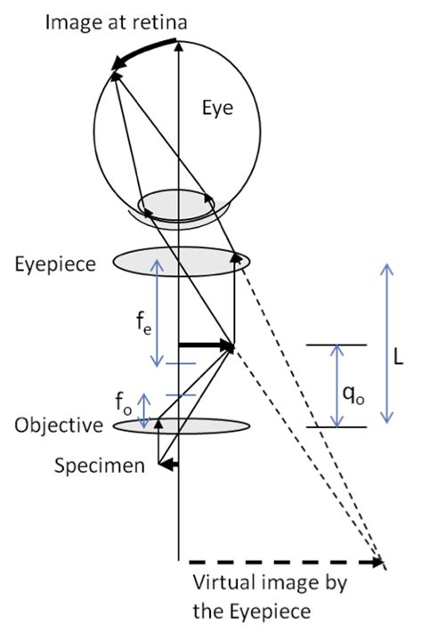 Compound Microscope Magnification Formula