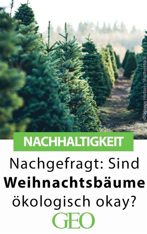 Förster Peter Wohlleben im Zwiespalt Sind Weihnachtsbäume ökologisch