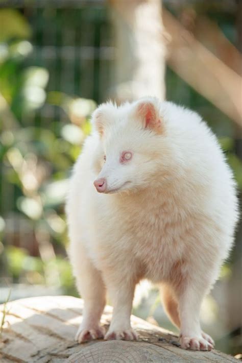pin  animals  white albino animals weird animals rare animals