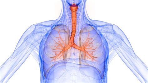 Longen Een Deel Van De Anatomie Van De Menselijke Luchtwegen Xray 3d