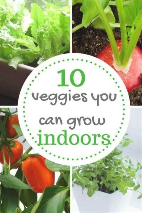 Here Are Veggies You Can Grow Indoors These Vegetables Are Perfect