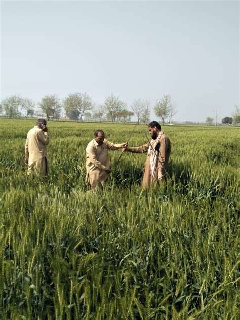 Plot Of Wheat Under Wheat Yield Competition In Pakpattan Extension