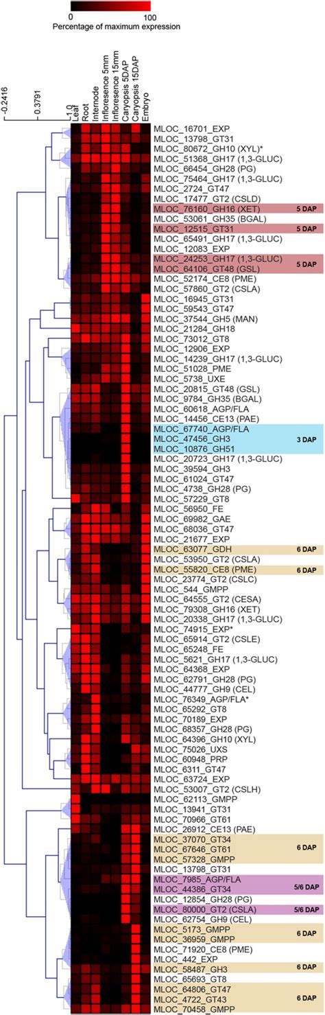 Analysis Of Cell Wall Related Transcripts During Barley Development