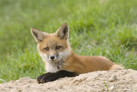 Red Fox Resting Photograph By Steve Gettle Fine Art America