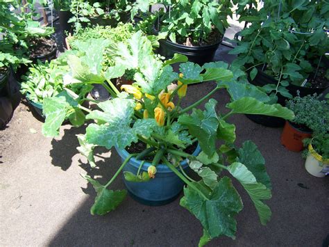 Beauteous Growing Zucchini In A Container Inspiratif Design