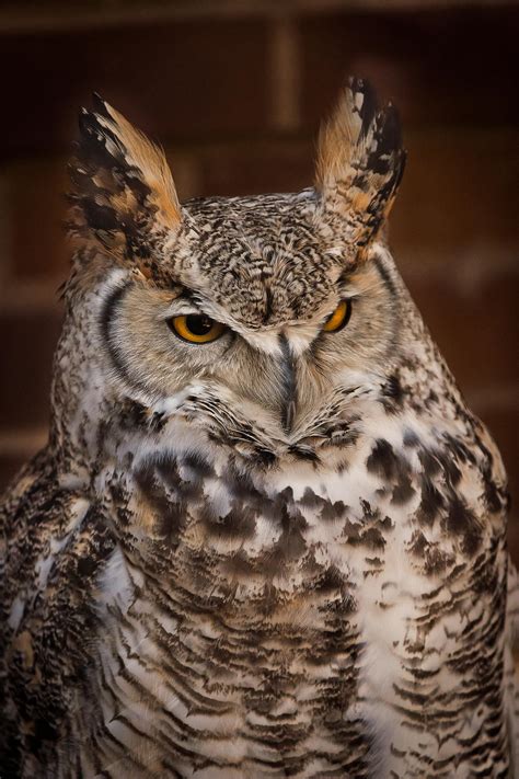 White Great Horned Owl By Lysendriel On Deviantart