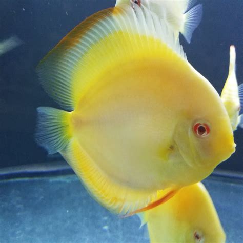 Pin on Discus Fish Selection