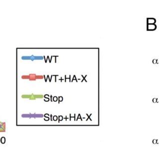 Effect Of Hbx On Hbv Rna Methylation A Hepg Ntcp Cells Were