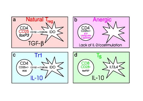 Different Types Of Cells