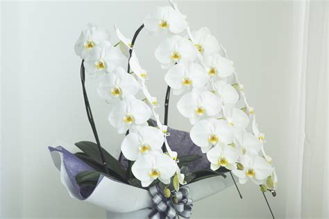 供花に胡蝶蘭が選ばれる理由｜お悔やみ・お供え花のマナー マガジン｜hanaprime（ハナプライム）