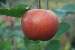 Buy Apple Trees Red Fruited Online CRJ Fruit Trees Nursery UK