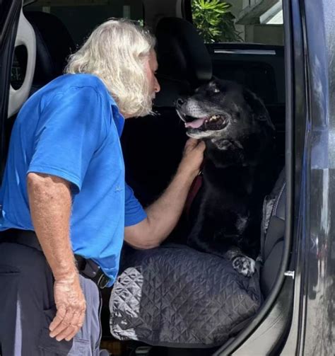 Bean L Anziano Cane Timido Che Ha Sempre Vissuto In Rifugio Trova Casa