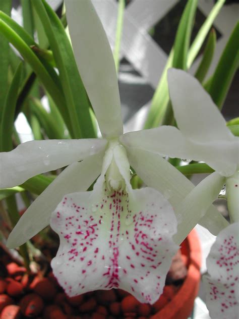 Brassavola Nodosa Hybrid Brassavola Nodosa Hybrid Flickr