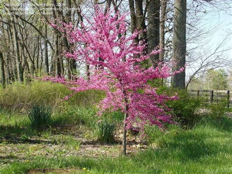 Plantfiles Pictures Eastern Redbud Canadian Redbud Judas Tree