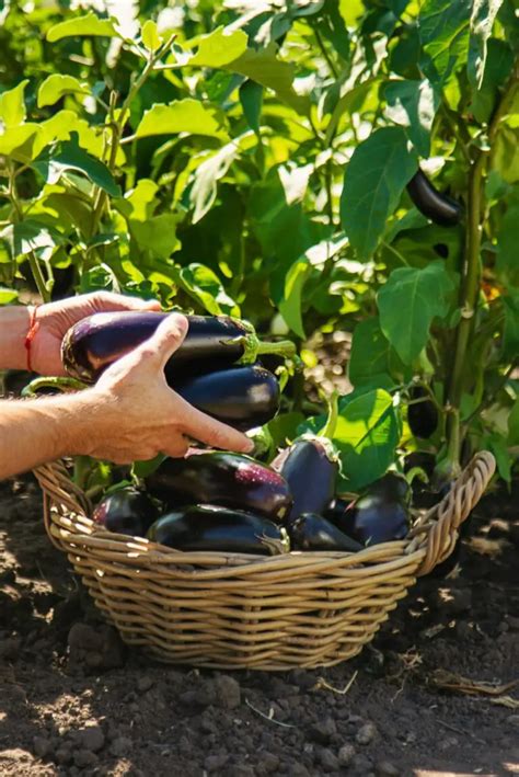 Eggplant Growth Stages Timelines With Pictures Thegrow