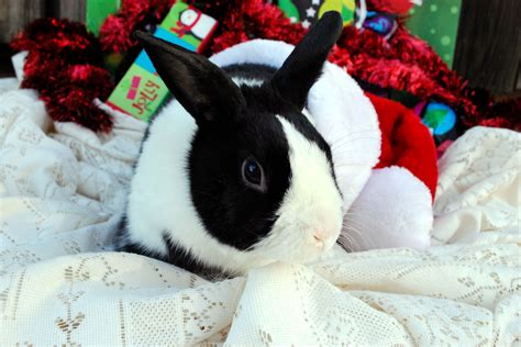 Christmas Bunny Christmas Bunny Cute Animals Bunny