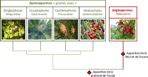 Les conifères une famille à évolution complexe Jardins de France