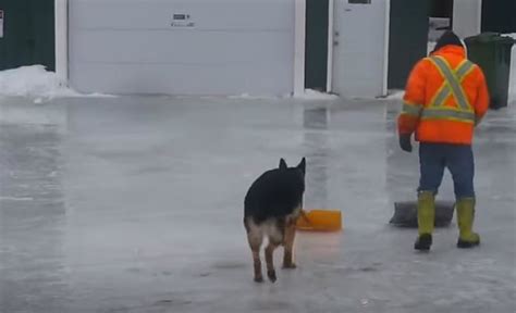 [watch] This Amazing Dog Actually Helps His Owner Shovel Snow