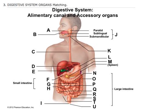 Anatomy And Physiology Chapter 14 Digestive System Organs Matching