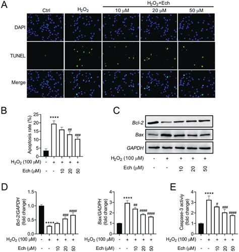 Echinatin Ech Reduces Cell Apoptosis Induced By H O In Human Lens