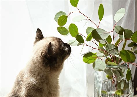 Les Plantes Ne Surtout Pas Planter Chez Vous Si Vous Avez Un Chat