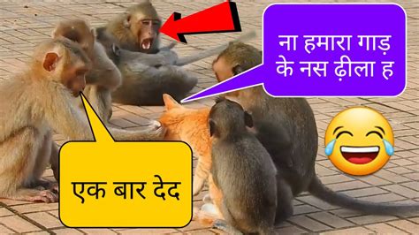 Monkey Vs Cat Funny Dubbing Kya Ai Ye