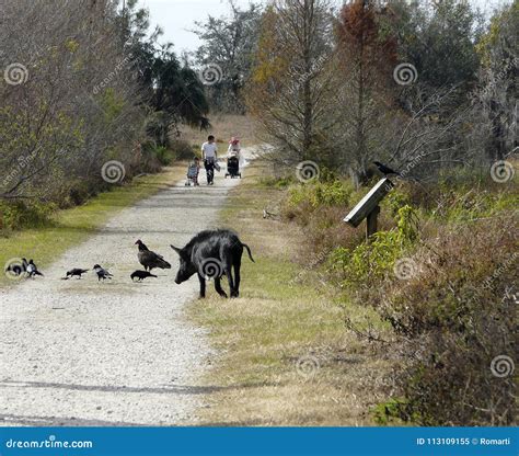 Wild Hog Circle B Bar Reserve Editorial Image Image Of Florida