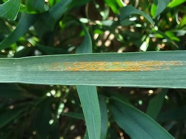 Gelbrost In Weizen Und Durum Und Halmbruchrisiko