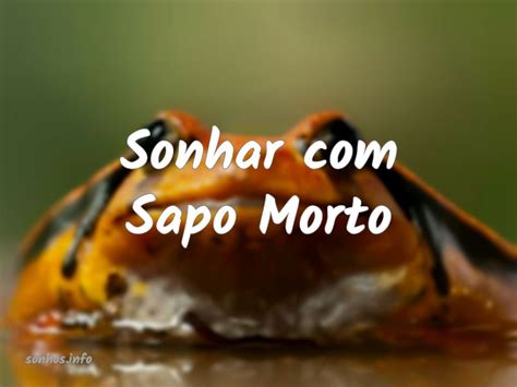 O Que Significa Sonhar Com Sapo Morto - Sapo morto em sonhos: significados e cenários