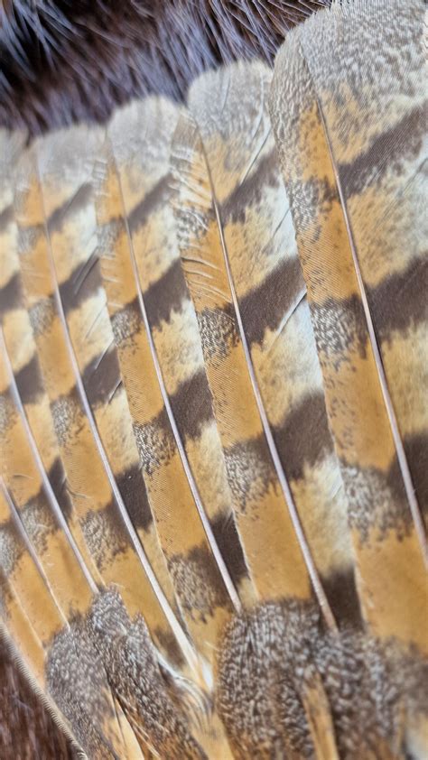 Barn Owl Wing With Leather Handle and Labradorite - Etsy