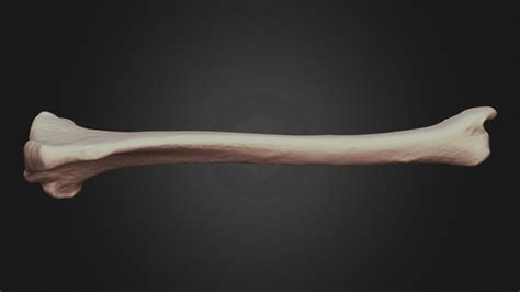 Canis Lupus Wolf Right Tibia 3d Model By Lakehead Anthropology Lakeheadanthropology