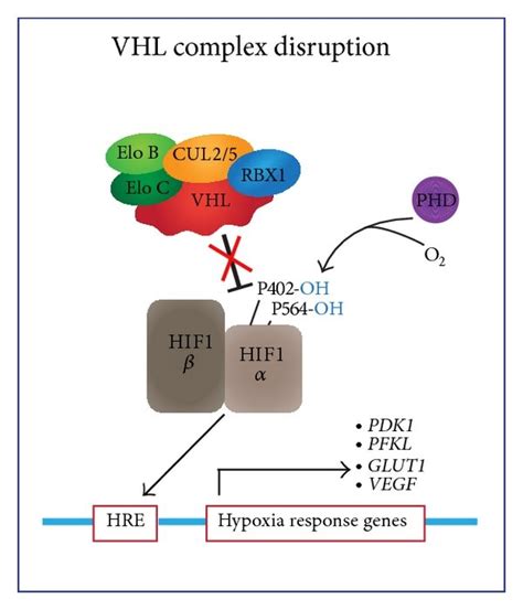 Schematic Illustration Of The Role Of The Vhl Elongin Bc Complex In The