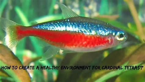 Healthy Environment For Cardinal Tetras How To Create It Tetra