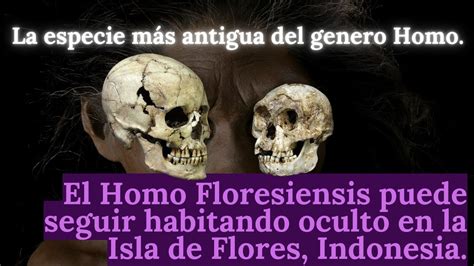 El Homo Floresiensis Puede Seguir Habitando Oculto En La Isla De Flores