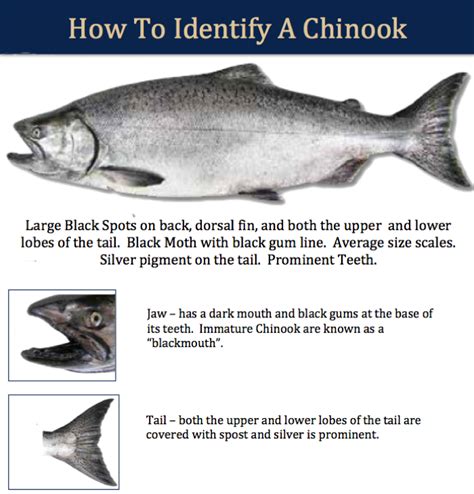 Chinook King Spring Salmon