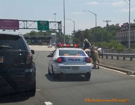 PHOTOS: Man on Horse holds up traffic on Outerbridge Crossing - The Lakewood Scoop