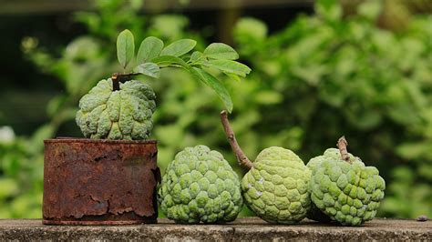 Cherimoya The Most Delicious Fruit From The Andes Cgtn