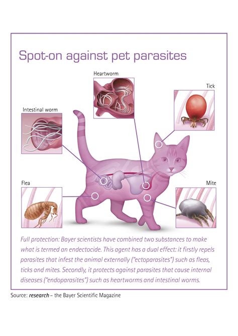 Life cycle of lice stages how they spread and more – Artofit