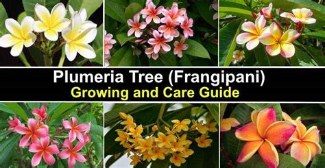 Plumeria Tree: Flower, Fertilizer, Cutting Propagation and Care Guide