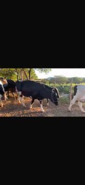 vacas e novilhas Animais para agropecuária no Brasil